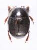 Hypocaccus brasiliensis